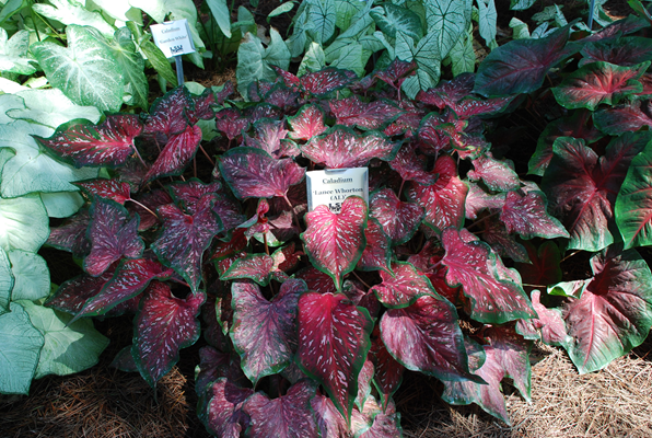 It’s time to harvest caladium bulbs 